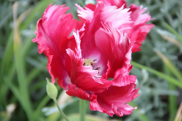 É vermelho - uma tulipa branca com pétalas terry contra um gras verde — Fotografia de Stock