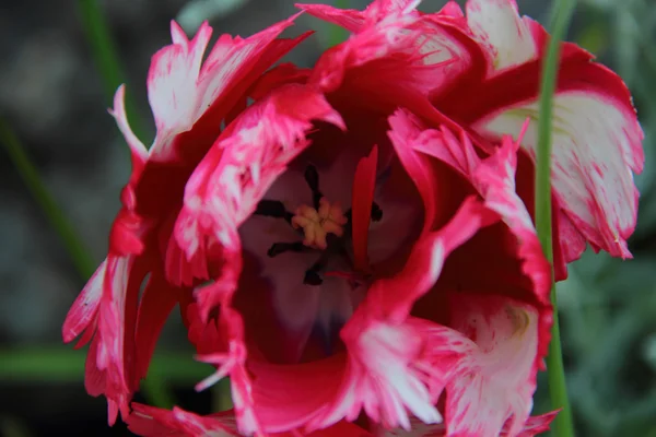 É vermelho - uma tulipa branca com pétalas terry — Fotografia de Stock