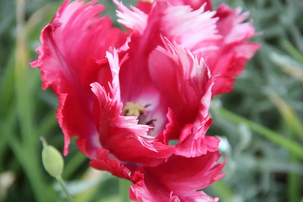 Es ist rot - eine weiße Tulpe mit Frottee-Blütenblättern — Stockfoto