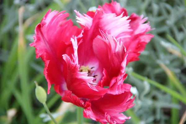 Es ist rot - eine weiße Tulpe mit Frottee-Blütenblättern — Stockfoto