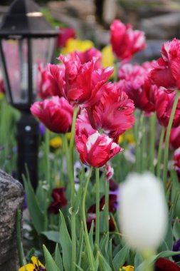 bir yatak ve bir dekoratif sokak fener parlak laleler 