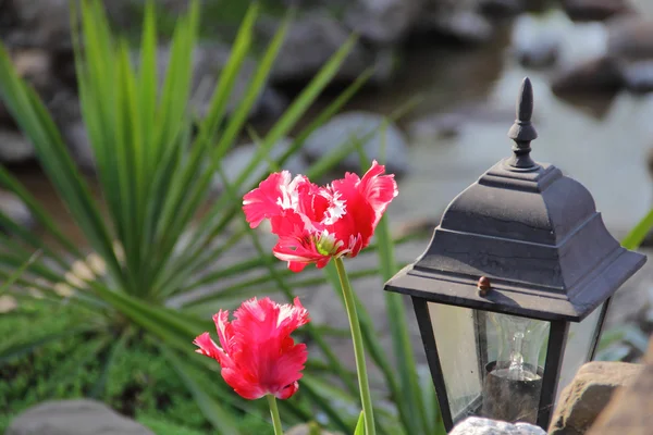 Dekorative Straßenlaterne und leuchtende Tulpen — Stockfoto