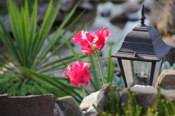 Dekorative Straßenlaterne und leuchtende Tulpen — Stockfoto