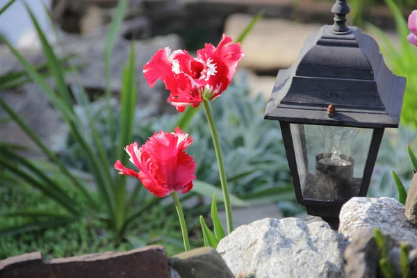 Dekorative Straßenlaterne und leuchtende Tulpen — Stockfoto