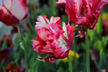 Terry yaprakları parlak kırmızı lale