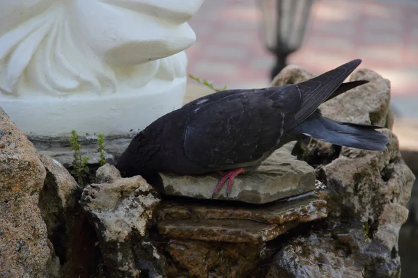 The pigeon drinks water from an artificial streamlet — Stock Photo, Image