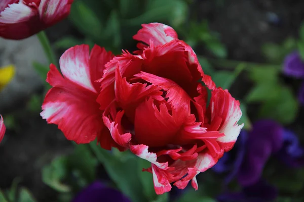 Leuchtend rote Tulpe mit Frottee Blütenblättern — Stockfoto