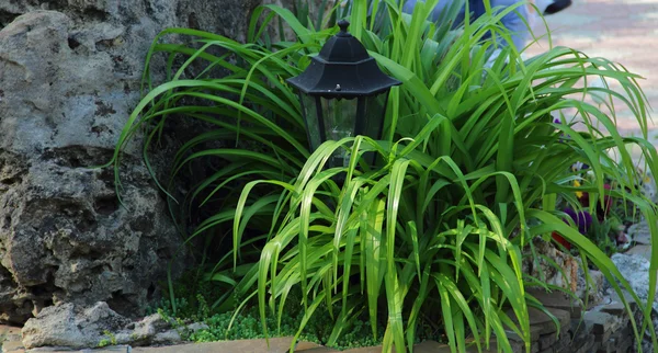 Ozdobny latarni ulicznych i jasne zielone liście lilii — Zdjęcie stockowe