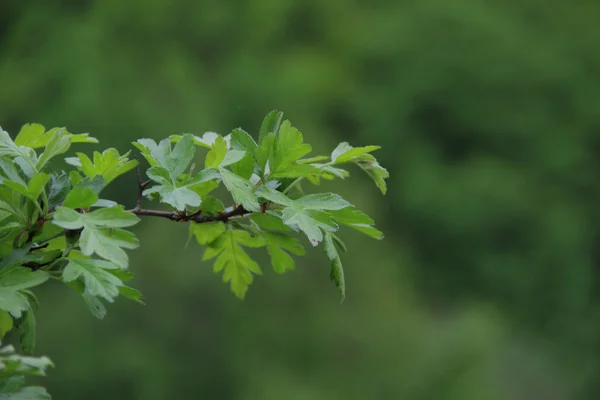 Branch of a hawthorn with leaves on a green background — Stock Photo, Image