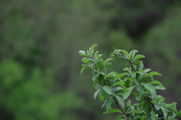 Branch of a crab with leaves a green background — Stock Photo, Image