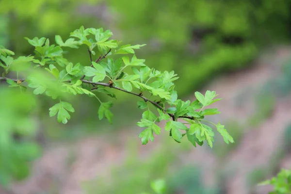 Branch of a hawthorn with leaves on a green background — Stock Photo, Image