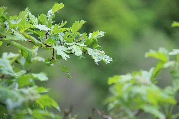 背景が緑色の葉とサンザシの枝 — ストック写真