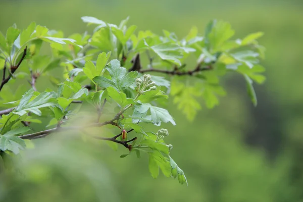 Branch of a hawthorn with leaves and inflorescences on a green b — Stock Photo, Image