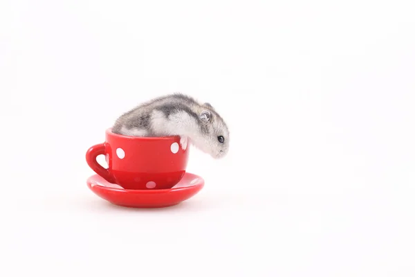 Křečka vyskočí Červený čaj pohár — Stock fotografie