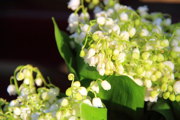 Bouquets de lírios do vale em folhas verdes — Fotografia de Stock