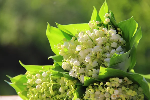 Boeketten van lelies van de vallei op een groene achtergrond — Stockfoto