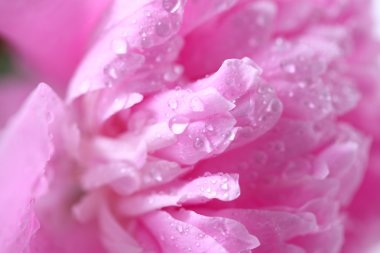 Bir pembe bir şakayık yaprağı üzerinde su damlaları