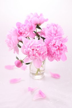 Beyaz zemin üzerine saydam bir vazoda pembe peonies