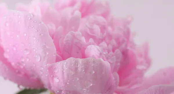 Wassertropfen auf einem Blütenblatt einer rosa Pfingstrose — Stockfoto