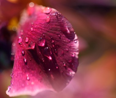 Pembe bir yaprağı çiğ teslimi