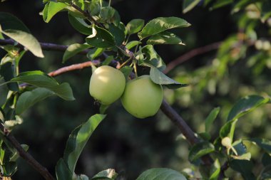 Elma bir elma ağacı dalı