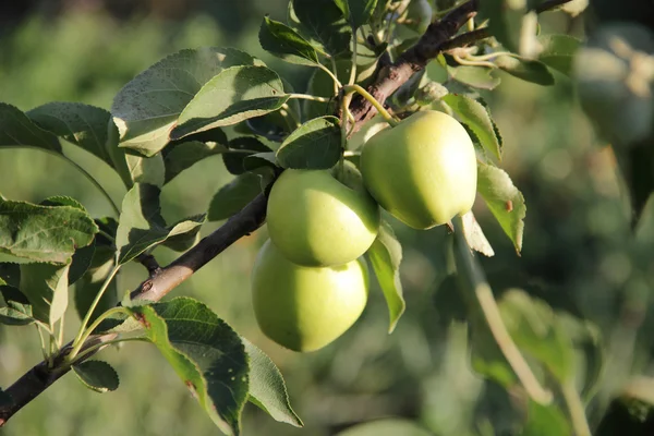 Manzanas en una rama de manzano — Foto de Stock