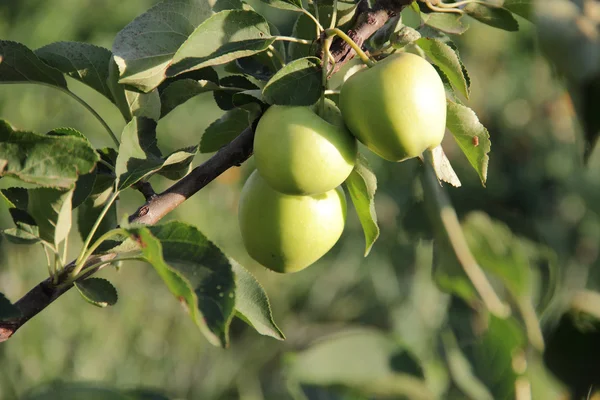 Manzanas en una rama de manzano — Foto de Stock