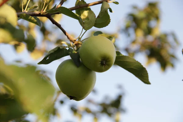 Manzanas en una rama de manzano — Foto de Stock