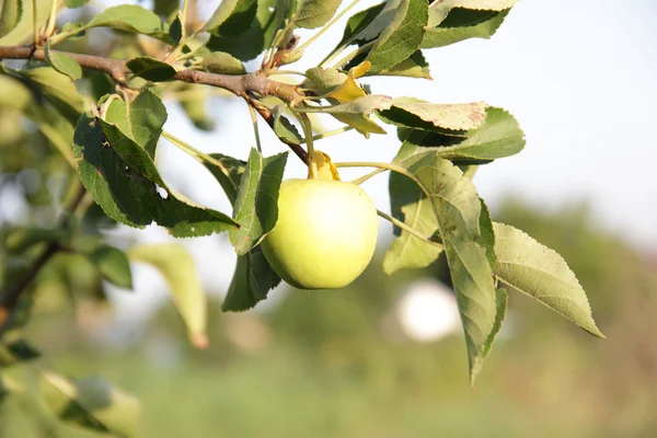 Manzanas en una rama de manzano — Foto de Stock