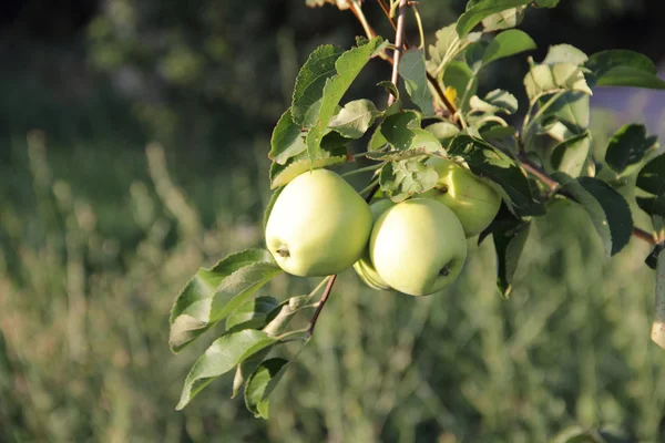 Alma egy almafa ága — Stock Fotó