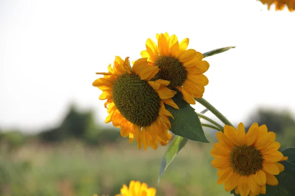 Yellow sunflower among green leaves — Stock Photo, Image