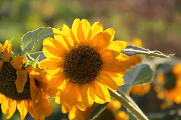 Yellow sunflower among green leaves — Stock Photo, Image