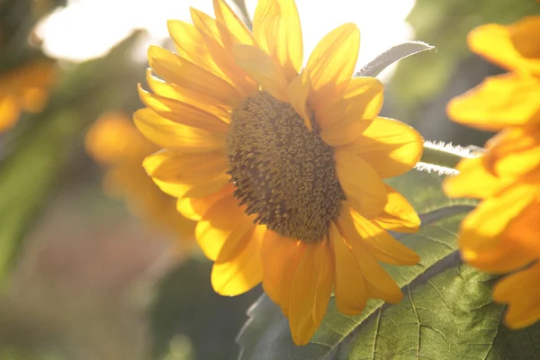 Gul solrosor bland gröna blad — Stockfoto