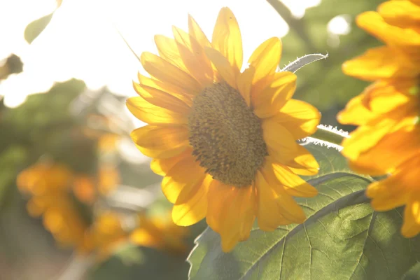 Yellow sunflower among green leaves — Stock Photo, Image