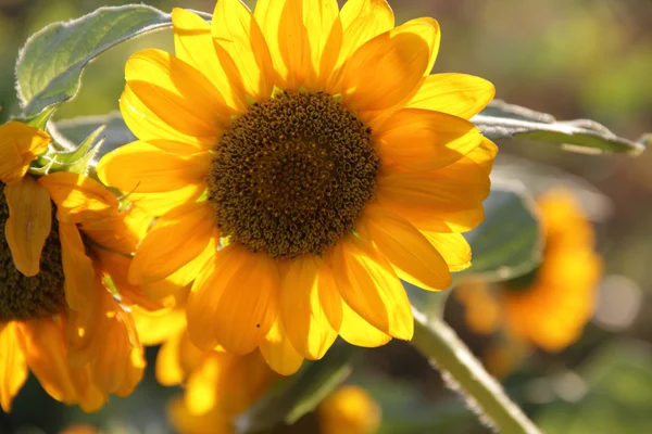 Yellow sunflower among green leaves — Stock Photo, Image