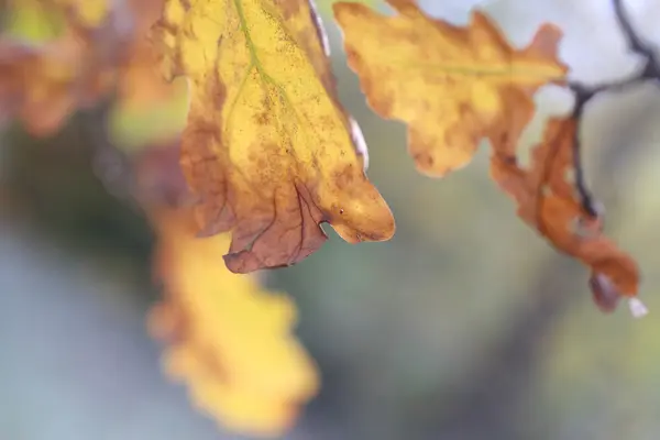 Herfst Geel blad van een eik — Stockfoto