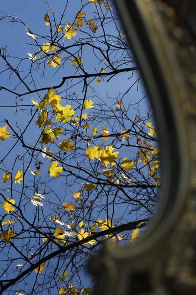 メープルの枝に葉の秋のミラーで反射 — ストック写真