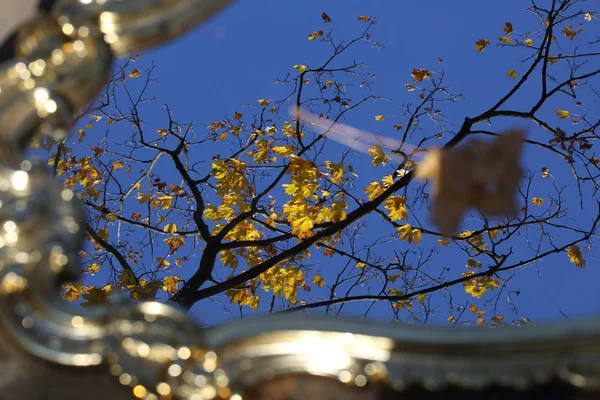 Reflexiós egy tükör, őszi levelek ágak juhar — Stock Fotó