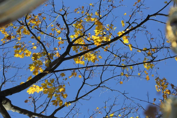 Feuille d'automne d'un érable sur un miroir dans la réflexion du ciel — Photo
