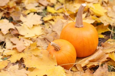 Bir kabak sarı yaprakları ile natürmort