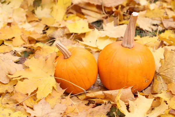 Deux citrouilles orange sur feuilles jaunes — Photo