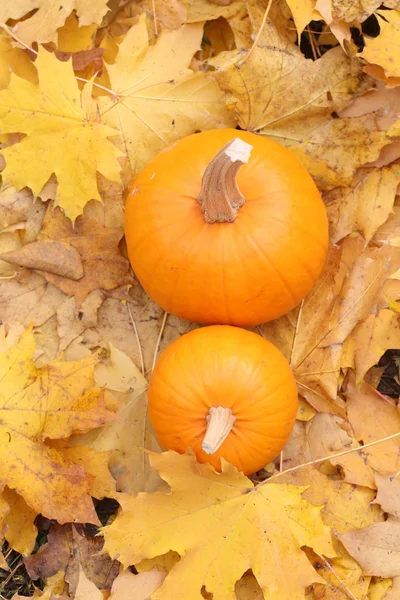 Natura morta con una zucca in foglie gialle — Foto Stock