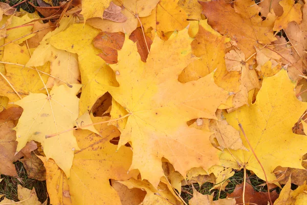 Feuilles jaunes d'un érable gros plan — Photo