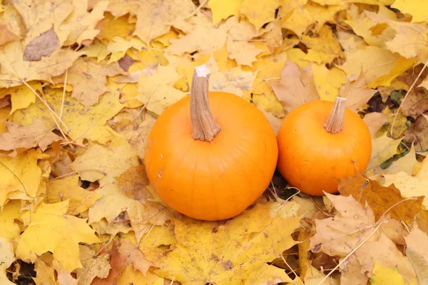 Deux citrouilles orange sur feuilles jaunes — Photo