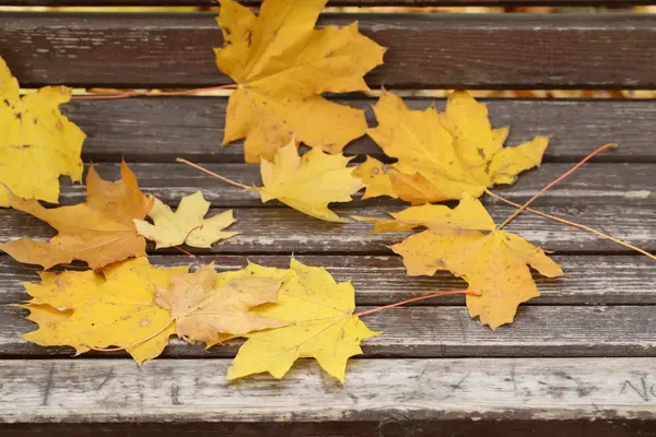 Feuilles jaunes d'un érable gros plan — Photo