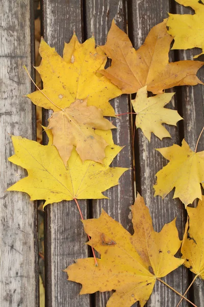 Feuilles jaunes d'un érable gros plan — Photo