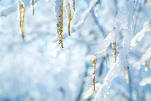 O gelo sobre ramos de uma árvore contra o céu azul escuro — Fotografia de Stock