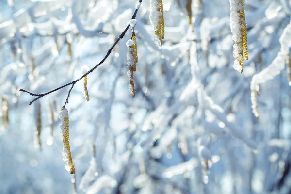 Anéis de orelha no gelo sobre o ramo de um vidoeiro — Fotografia de Stock