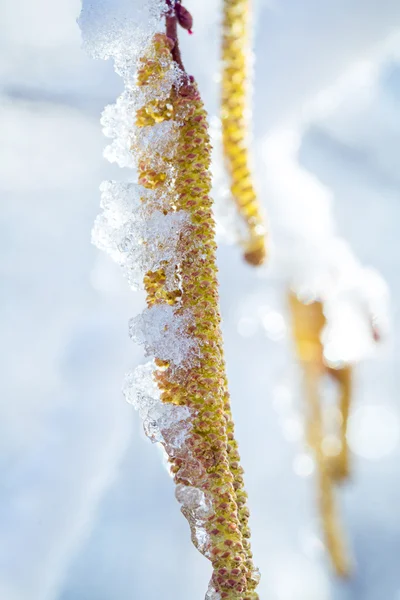 Anéis de orelha no gelo sobre o ramo de um vidoeiro — Fotografia de Stock