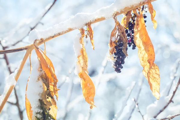 O gelo sobre ramos de uma árvore — Fotografia de Stock